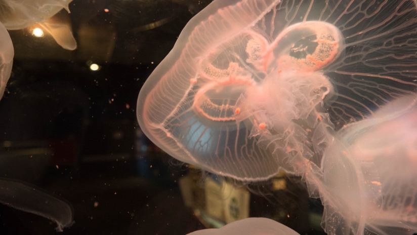 puntura di medusa cosa fare